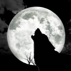 Wolf Moon Dawn