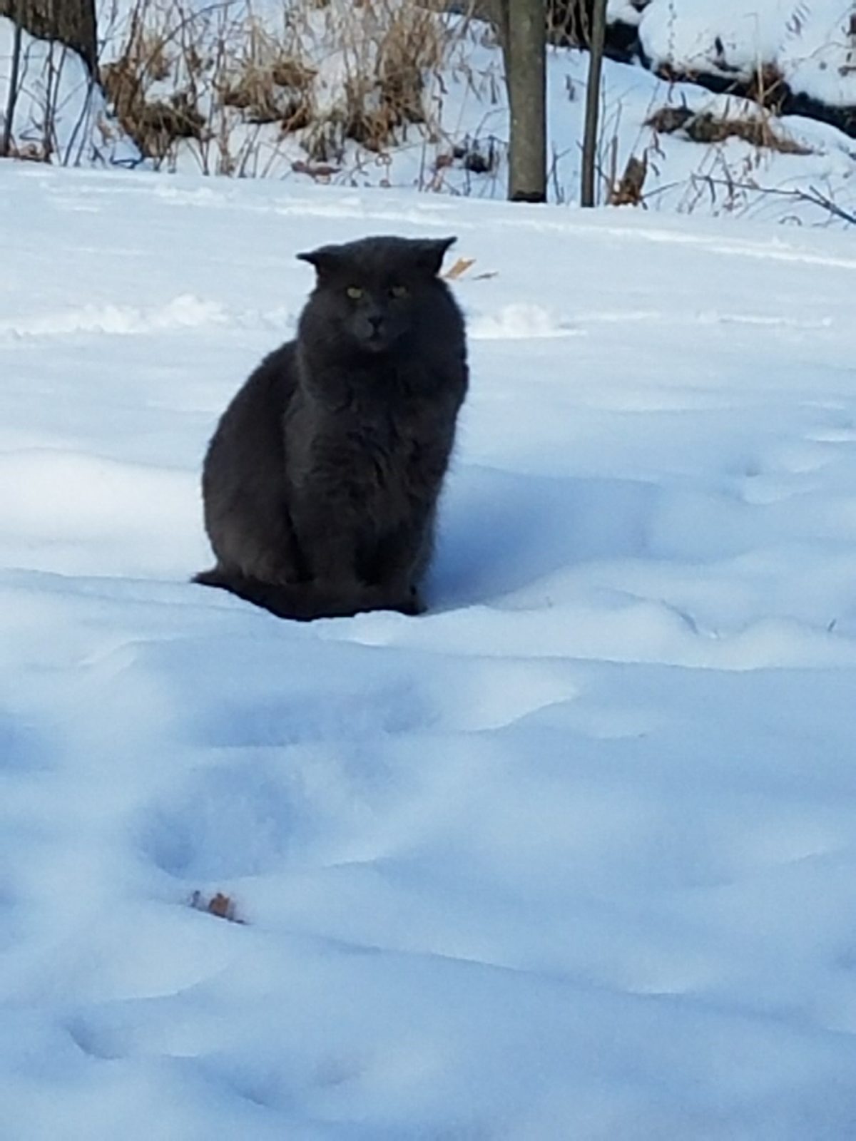 Footprints in the Snow